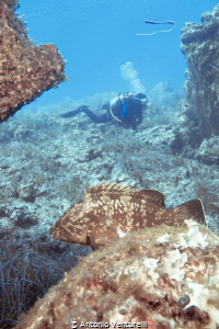 Grouper shot,Ustica,Italy by Antonio Venturelli 
